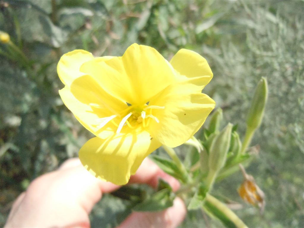 Oenothera sp. (Myrtales - Onagraceae)